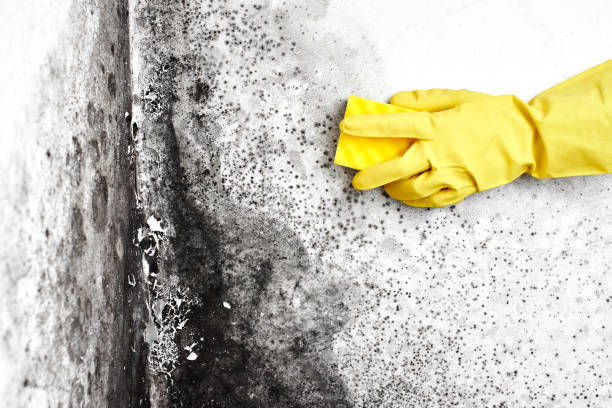 Crawl Space Mold Removal in Kalispell, MT