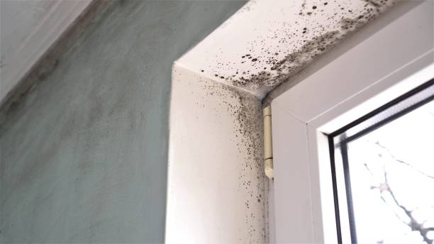 Best Black Mold Removal  in Kalispell, MT