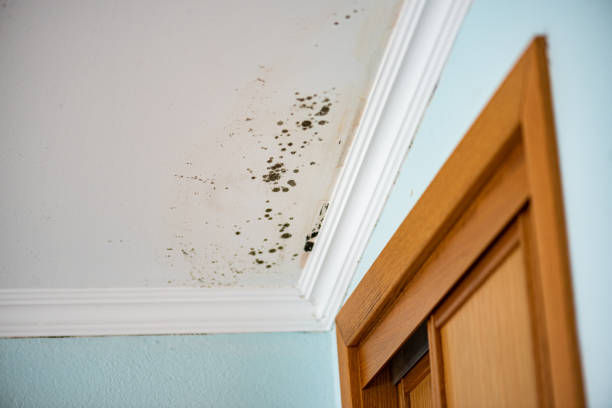 Best Black Mold Removal  in Kalispell, MT