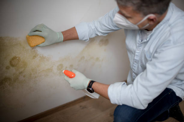 Best Mold Removal Company Near Me  in Kalispell, MT