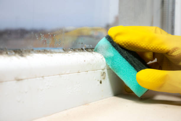 Best Mold Removal and Inspection  in Kalispell, MT