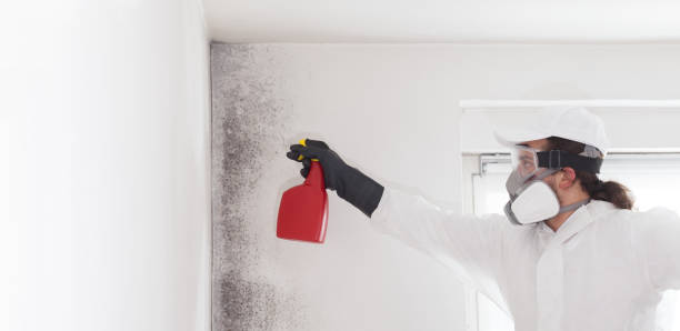 Best Mold Testing  in Kalispell, MT