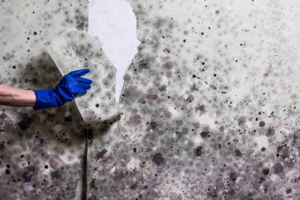 Trusted Kalispell, MT Mold Removal Experts