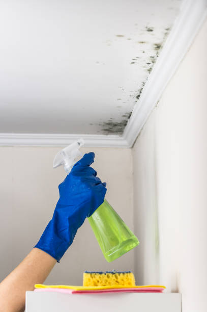 Best Local Mold Removal Service  in Kalispell, MT